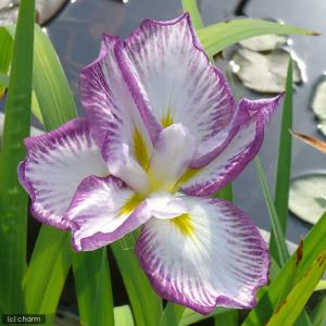 (ビオトープ)水生植物 花菖蒲 スティップルド...の詳細画像2