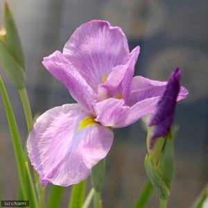 (ビオトープ)水生植物 花菖蒲 プリマバレリー...の詳細画像1