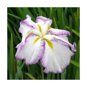 （ビオトープ）水生植物　花菖蒲　麗月（レイゲツ）肥後系白地紫覆輪六英花（１ポット）