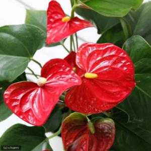（観葉植物）アンスリウム　レッド　４号（１鉢）