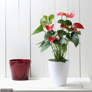 (観葉植物)訳あり アンスリウム レッド 4号...の詳細画像1