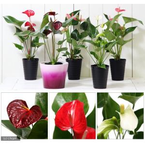 (観葉植物)アンスリウム(品種おまかせ) 4号...の詳細画像1