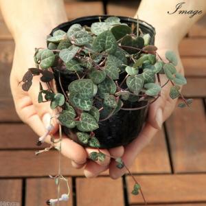 (多肉植物)ハートカズラ(セロペギア ウッディ...の詳細画像2