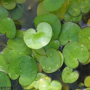(ビオトープ)水生植物 トチカガミ(無農薬)(...の詳細画像1