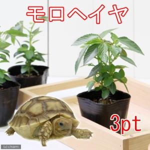 (観葉植物)野菜苗 健康野菜 モロヘイヤ 2.5...の商品画像