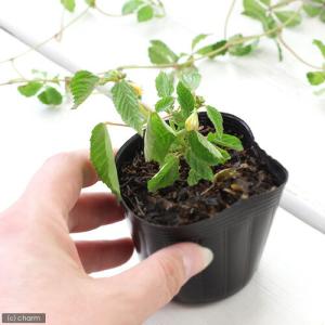 (観葉植物)野菜苗 健康野菜 モロヘイヤ 2....の詳細画像1