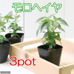(観葉植物)野菜苗 健康野菜 モロヘイヤ 2....の詳細画像2