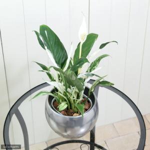 (観葉植物)スパティフィラム 斑入り 3号(1...の詳細画像1