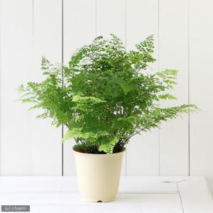 (観葉植物)アジアンタム 5号(1鉢)の詳細画像1