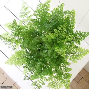 (観葉植物)アジアンタム 5号(1鉢)の詳細画像2