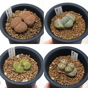 （多肉植物）品種系リトープス　品種おまかせ　１株植え　２．５号（１鉢）