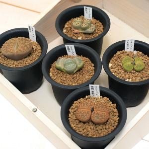 (多肉植物)品種系リトープス 品種おまかせ 1...の詳細画像1