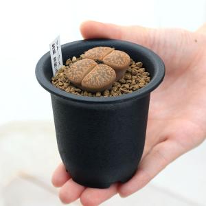(多肉植物)品種系リトープス 品種おまかせ 1...の詳細画像2
