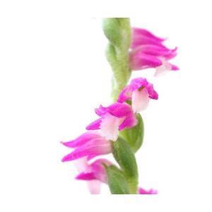 (山野草)ネジバナ(モジズリ) 2.5号(3ポッ...の商品画像