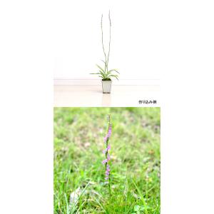 (山野草)ネジバナ(モジズリ) 2.5号(3ポ...の詳細画像2