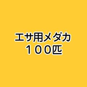 （めだか）死着保証なし　生餌　エサ用メダカ（１００匹）　活餌