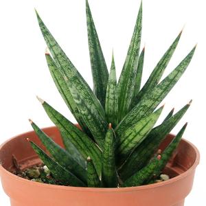 （観葉植物）サンスベリア　フランシシー　２．５号（１鉢）