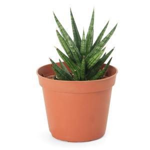 (観葉植物)サンスベリア フランシシー 2.5...の詳細画像1