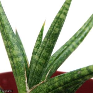 (観葉植物)サンスベリア フランシシー 2.5...の詳細画像2