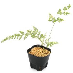 （山野草）シダ（羊歯）タチシノブ（立忍）３号（１ポット）常緑性多年草