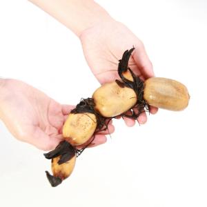 (ビオトープ)蓮 ハス(食用) 食用ハス(食用...の詳細画像1