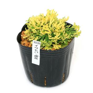 (山野草)シダ(羊歯)品種系イワヒバ 唐花(カ...の詳細画像1