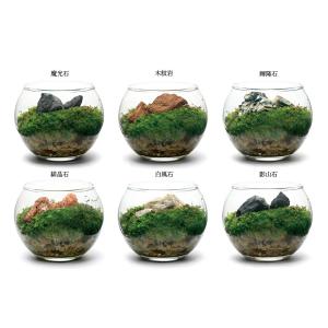 種類おまかせ 本物で作る 小さな苔テラリウム ...の詳細画像2