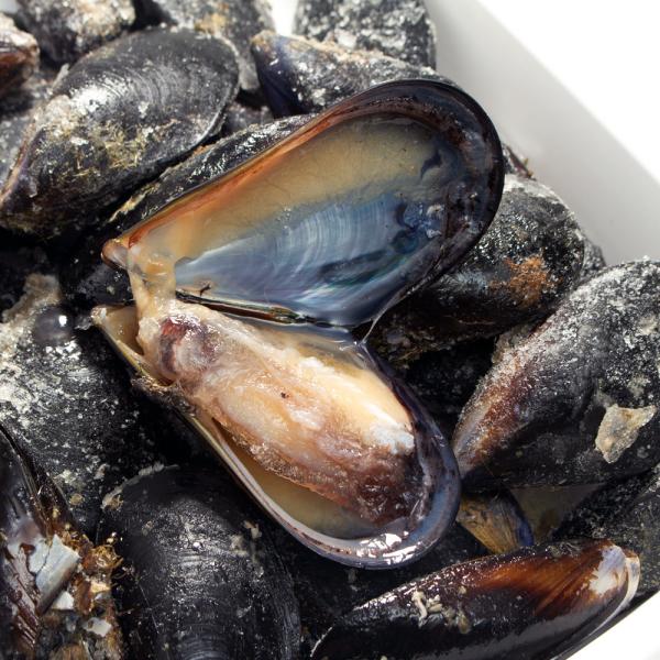 冷凍★釣り餌用　ムール貝　１ｋｇ　ぶっこみ釣り　海上釣堀　つりえさ　釣りエサ　別途クール手数料　常温...