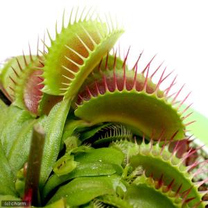 (食虫植物)ハエトリソウ ビッグマウス 2〜3号...の商品画像