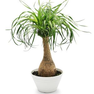 （観葉植物）トックリラン　ノリナ　ポニーテール　７号（１鉢）