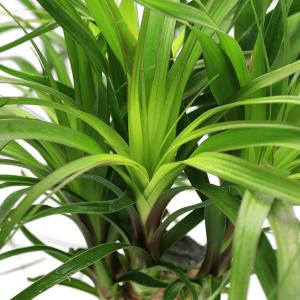 (観葉植物)トックリラン ノリナ ポニーテール...の詳細画像1