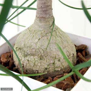 (観葉植物)トックリラン ノリナ ポニーテール...の詳細画像2