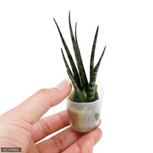 (観葉植物)ミニ観葉 オアシス苗 サンスベリア...の詳細画像1