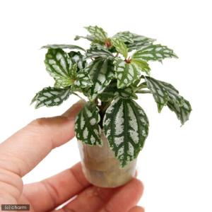 (観葉植物)ミニ観葉 オアシス苗 ピレア カデ...の詳細画像1