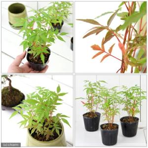 (山野草)盆栽 ハゼノキ(櫨の木) 苗 3号(...の詳細画像1