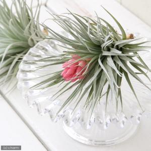 (観葉植物)エアープランツ チランジア コットン...の商品画像