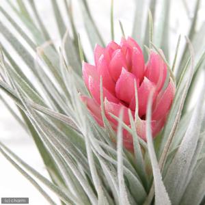 (観葉植物)エアープランツ チランジア コット...の詳細画像1