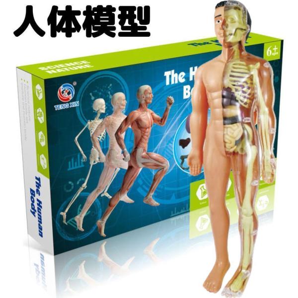 人体模型 おもちゃ 骨 内臓 筋肉 知育玩具 パズル 解剖 STEAM 教育 夏休み 自由研究
