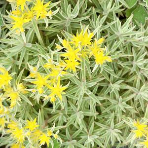 セダム グランドカバーの商品一覧 通販 Yahoo ショッピング