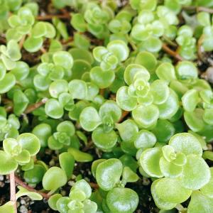 多肉植物/セダム/グランドカバー/丸葉万年草(〜...の商品画像