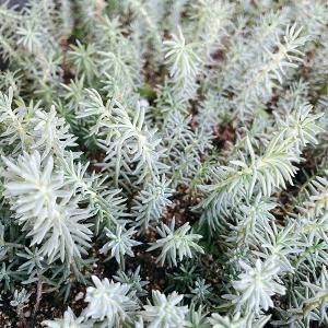 多肉植物/淡雪（サイズアップ中）（月曜日発送：2月23日の週は祝日を