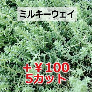 多肉植物/セダム/グランドカバー/【値下げ】レ...の詳細画像4
