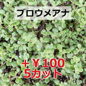 多肉植物/セダム/グランドカバー/【値下げ】レ...の詳細画像5
