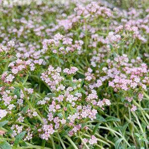 多肉植物/淡雪（サイズアップ中）（月曜日発送：7月20日の週は祝日の