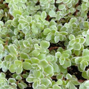 多肉植物/セダム/グランドカバー/オノマンネングサ 万年草