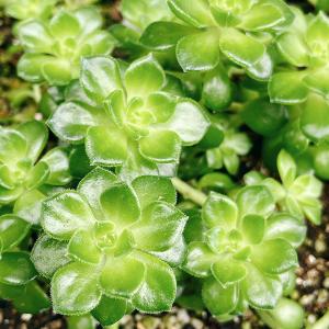 多肉植物/レディジア(月曜日発送:9月21日の...の詳細画像1