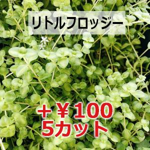 多肉植物/レディジア(月曜日発送:9月21日の...の詳細画像5