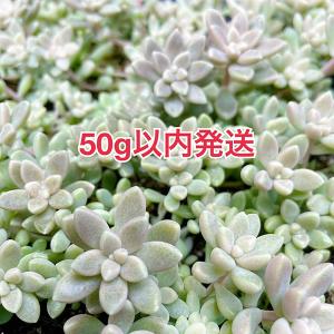 多肉植物/淡雪・秋麗・朧月（葉挿し用〜50g以内：月曜日発送：7月20日