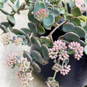 多肉植物/淡雪・秋麗・朧月（葉挿し用〜50g以内：月曜日発送：7月20日