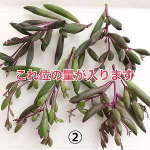 多肉植物/ルビーネックレス&オキザリス(紫の舞...の詳細画像2